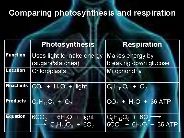 Comparing photosynthesis and respiration Photosynthesis Function Location Respiration Uses light to make energy Makes