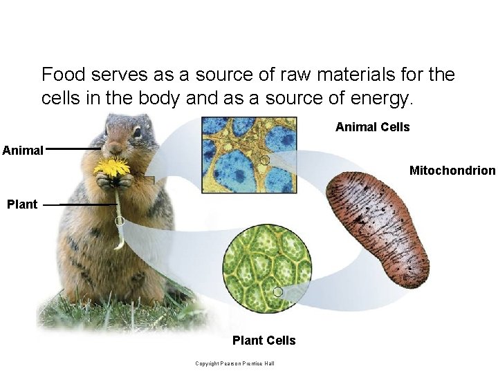 Food serves as a source of raw materials for the cells in the body