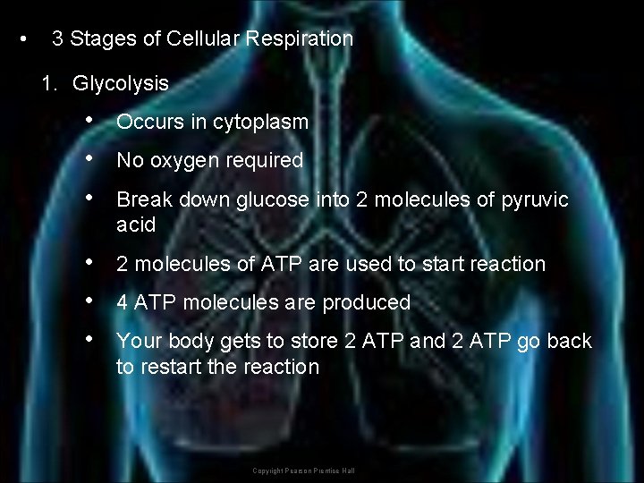  • 3 Stages of Cellular Respiration 1. Glycolysis • • • Occurs in