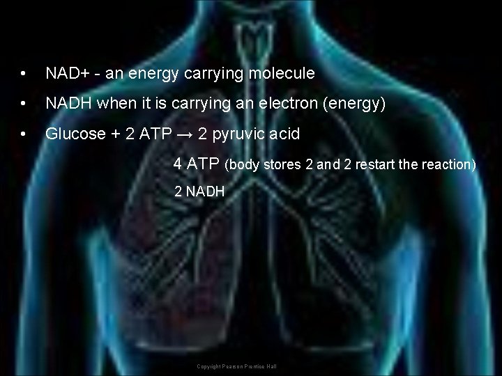  • NAD+ - an energy carrying molecule • NADH when it is carrying