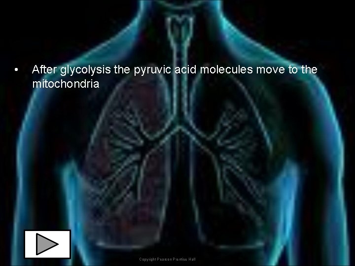  • After glycolysis the pyruvic acid molecules move to the mitochondria Copyright Pearson