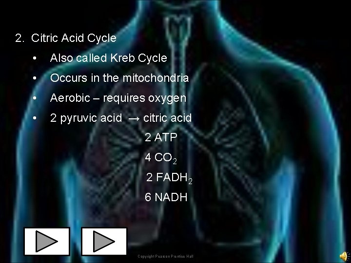 2. Citric Acid Cycle • Also called Kreb Cycle • Occurs in the mitochondria