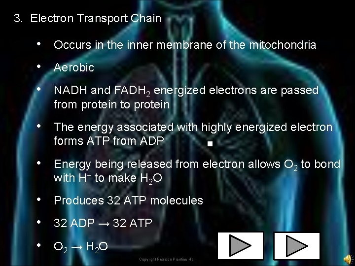 3. Electron Transport Chain • Occurs in the inner membrane of the mitochondria •