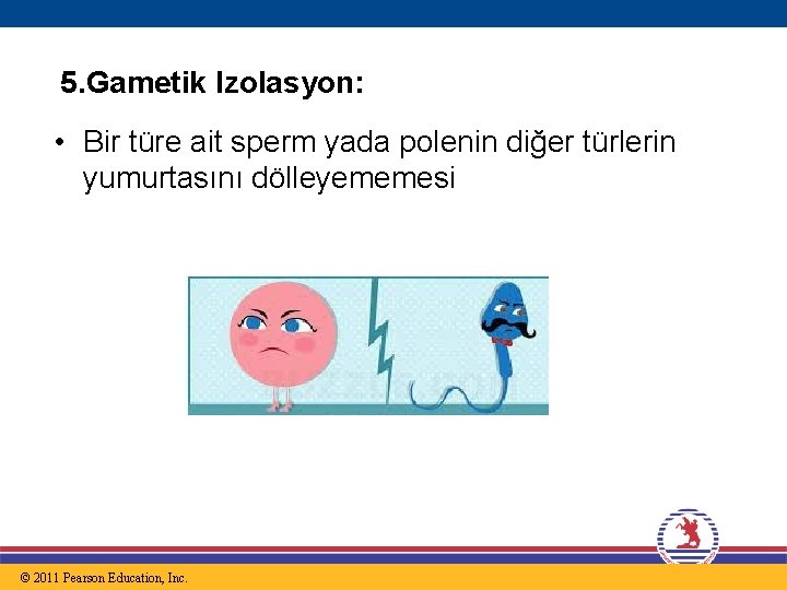 5. Gametik Izolasyon: • Bir türe ait sperm yada polenin diğer türlerin yumurtasını dölleyememesi