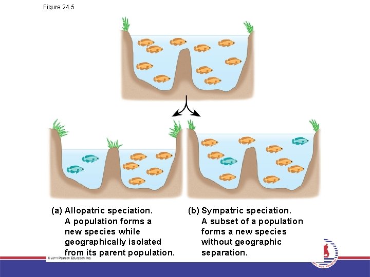 Figure 24. 5 (a) Allopatric speciation. A population forms a new species while geographically