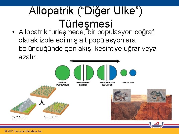 Allopatrik (“Diğer Ülke”) Türleşmesi • Allopatrik türleşmede, bir popülasyon coğrafi olarak izole edilmiş alt