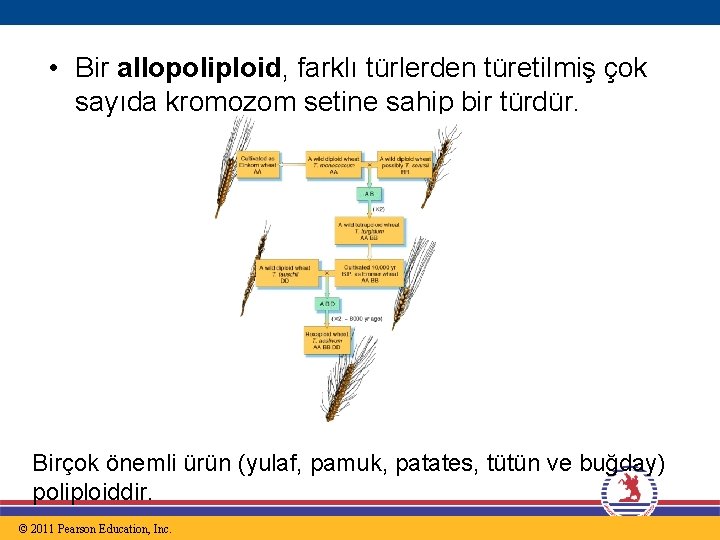  • Bir allopoliploid, farklı türlerden türetilmiş çok sayıda kromozom setine sahip bir türdür.