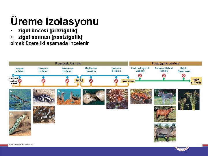 Üreme izolasyonu • zigot öncesi (prezigotik) • zigot sonrası (postzigotik) olmak üzere iki aşamada