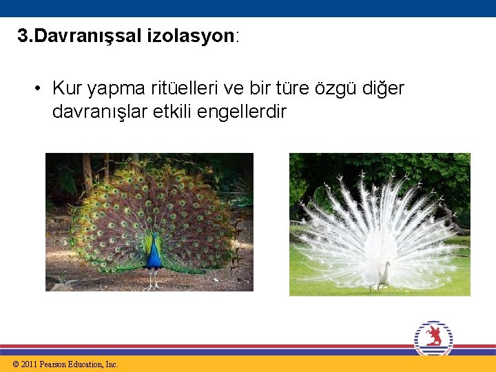 3. Davranışsal izolasyon: • Kur yapma ritüelleri ve bir türe özgü diğer davranışlar etkili