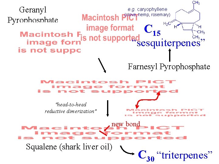 Geranyl Pyrophosphate e. g. caryophyllene (clove, hemp, rosemary) C 15 “sesquiterpenes” Farnesyl Pyrophosphate "head-to-head