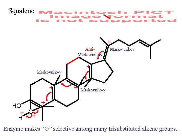 Squalene + Anti. Markovnikov + HO Markovnikov + + O+ H Enzyme makes “O”