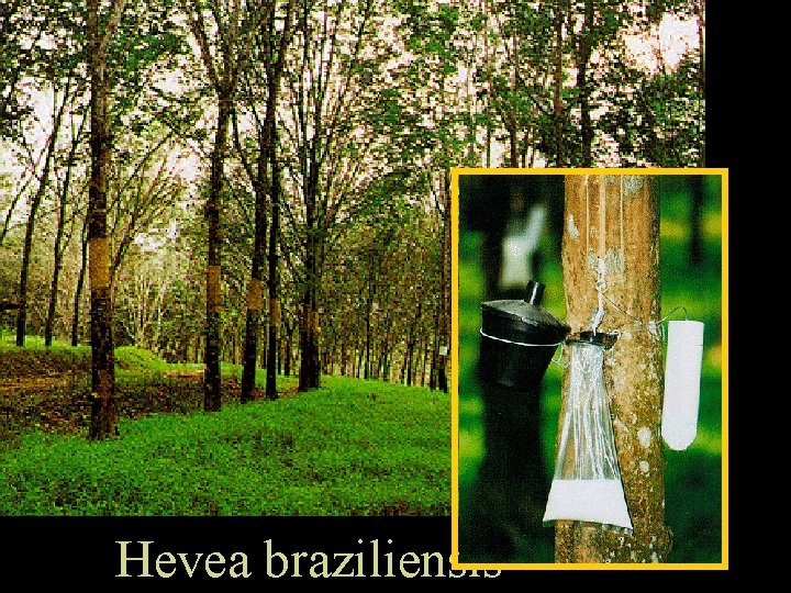 Hevea braziliensis 