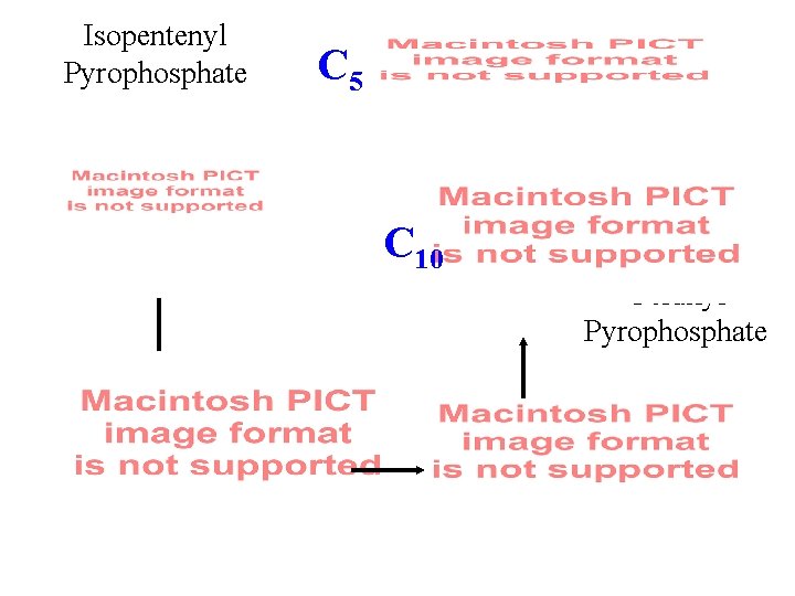 Isopentenyl Pyrophosphate C 5 C 10 Geranyl Pyrophosphate 