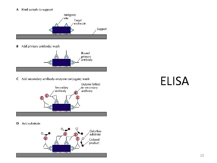 ELISA 10 