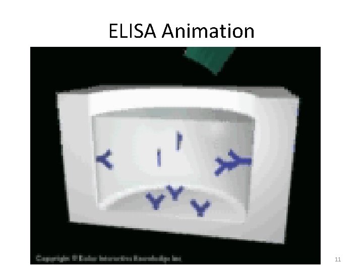 ELISA Animation 11 