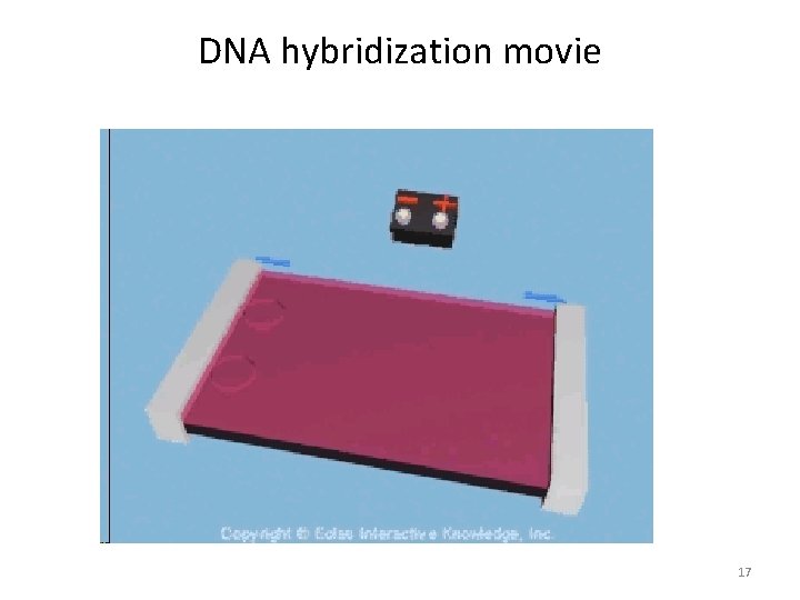 DNA hybridization movie 17 