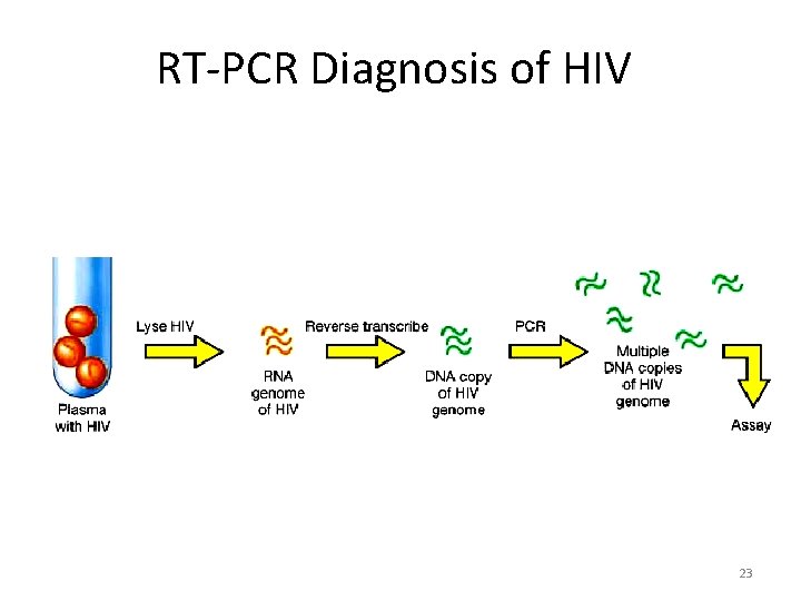 RT-PCR Diagnosis of HIV 23 