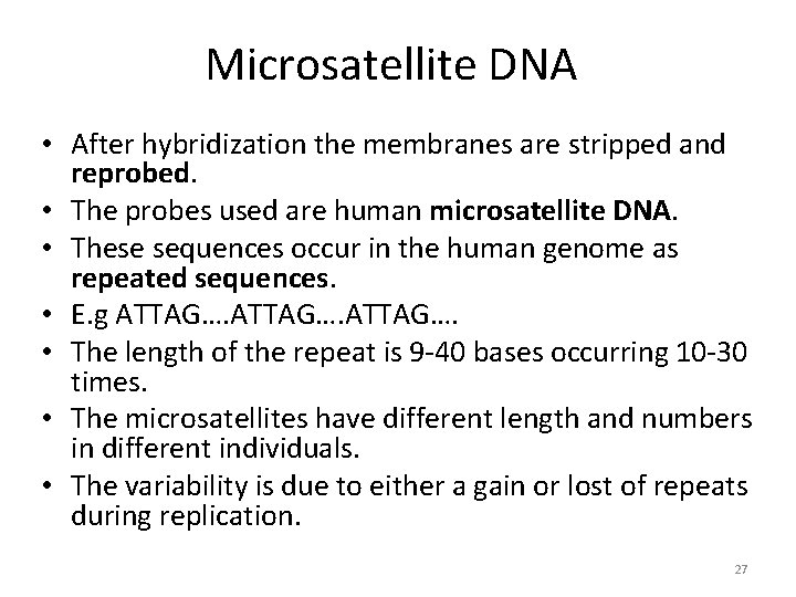 Microsatellite DNA • After hybridization the membranes are stripped and reprobed. • The probes