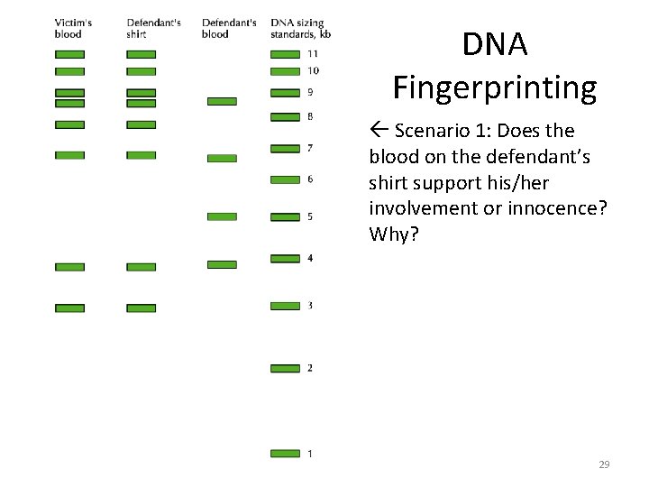 DNA Fingerprinting Scenario 1: Does the blood on the defendant’s shirt support his/her involvement