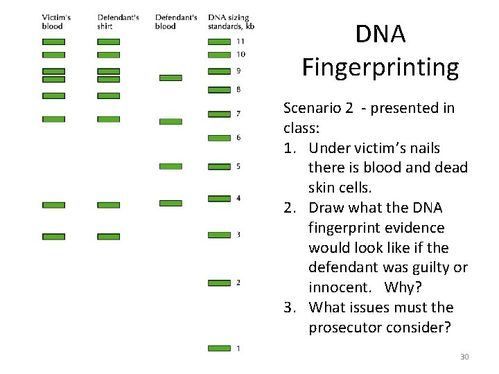 DNA Fingerprinting Scenario 2 - presented in class: 1. Under victim’s nails there is