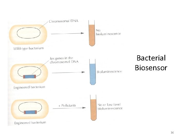 Bacterial Biosensor 36 