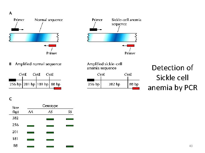  • s. C Detection of Sickle cell anemia by PCR 40 