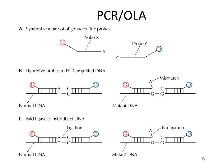 PCR/OLA 43 