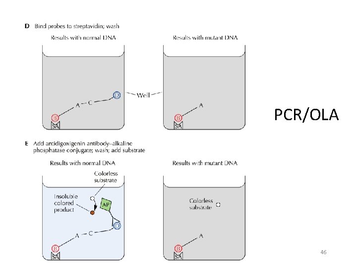 PCR/OLA 46 