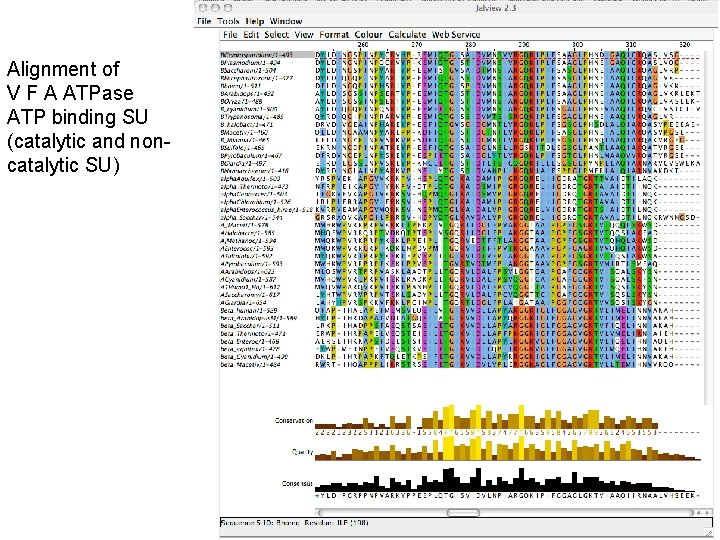 Alignment of V F A ATPase ATP binding SU (catalytic and noncatalytic SU) 