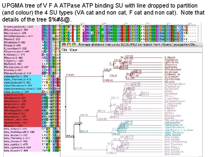 UPGMA tree of V F A ATPase ATP binding SU with line dropped to