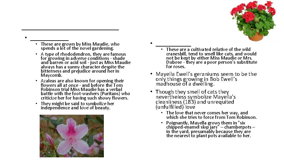 ________ • _______ • These are grown by Miss Maudie, who spends a lot