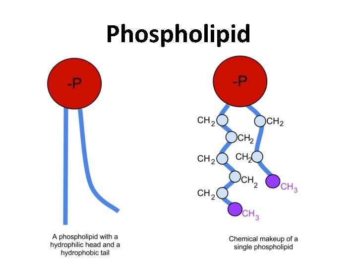 Phospholipid 