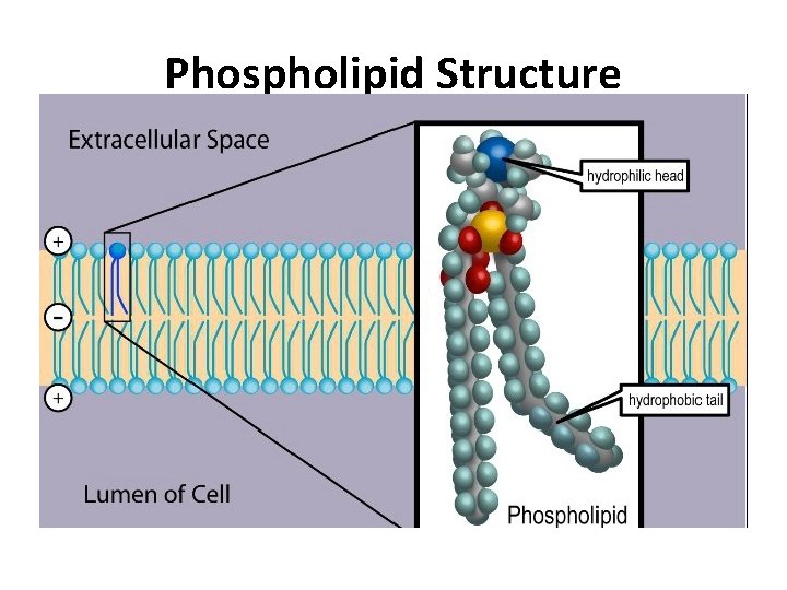 Phospholipid Structure 