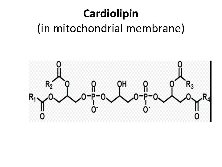 Cardiolipin (in mitochondrial membrane) 