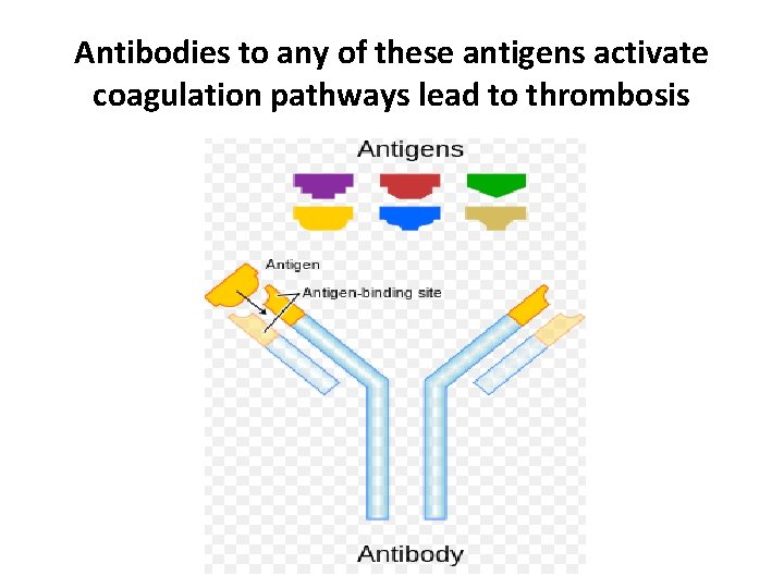 Antibodies to any of these antigens activate coagulation pathways lead to thrombosis 