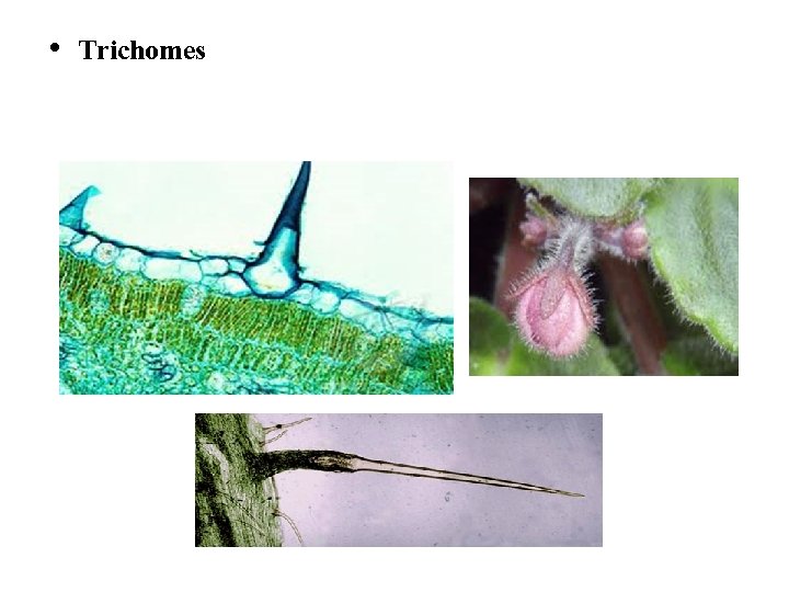  • Trichomes 