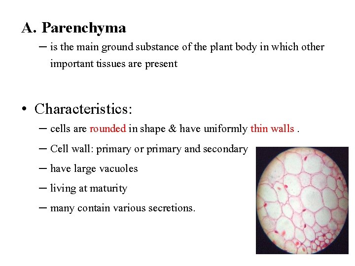 A. Parenchyma – is the main ground substance of the plant body in which