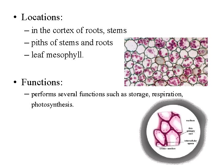  • Locations: – in the cortex of roots, stems – piths of stems