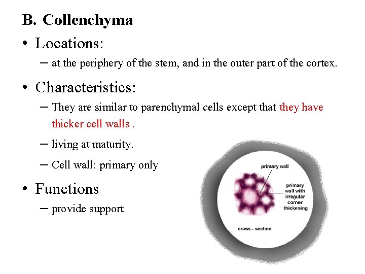 B. Collenchyma • Locations: – at the periphery of the stem, and in the