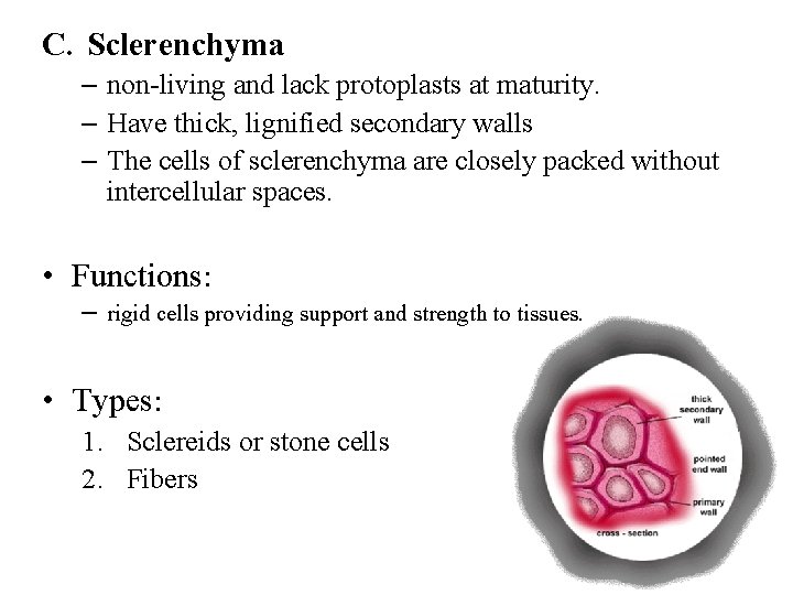 C. Sclerenchyma – non-living and lack protoplasts at maturity. – Have thick, lignified secondary