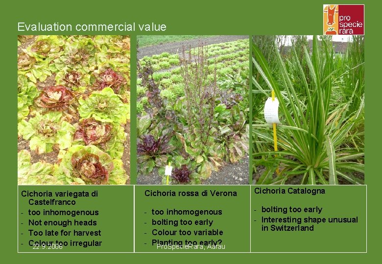 Evaluation commercial value Cichoria variegata di Castelfranco - too inhomogenous - Not enough heads