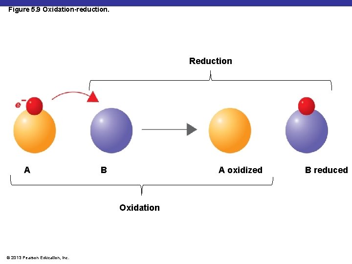 Figure 5. 9 Oxidation-reduction. Reduction A A oxidized B Oxidation © 2013 Pearson Education,