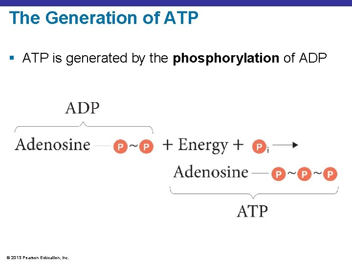The Generation of ATP § ATP is generated by the phosphorylation of ADP ©