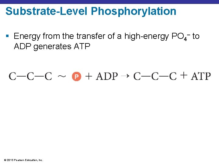 Substrate-Level Phosphorylation § Energy from the transfer of a high-energy PO 4– to ADP
