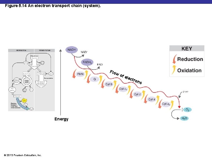 Figure 5. 14 An electron transport chain (system). Flo w of e le ctro