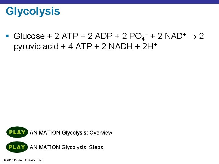 Glycolysis § Glucose + 2 ATP + 2 ADP + 2 PO 4– +