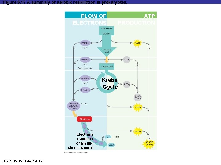 Figure 5. 17 A summary of aerobic respiration in prokaryotes. FLOW OF ELECTRONS Krebs