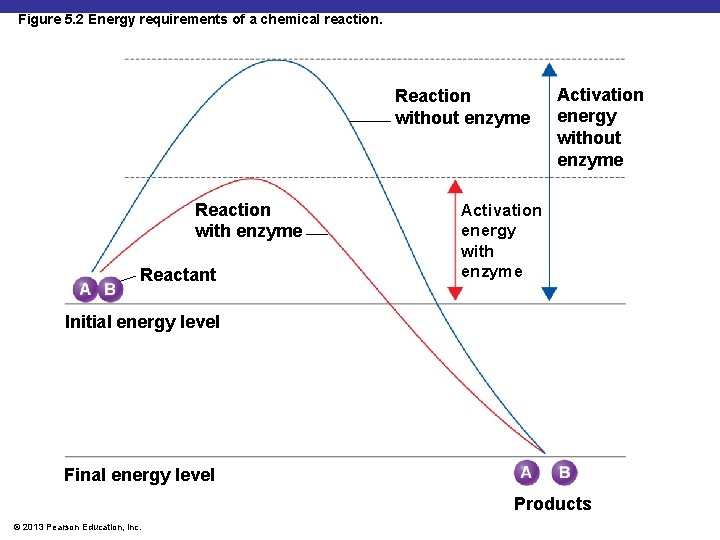 Figure 5. 2 Energy requirements of a chemical reaction. Reaction without enzyme Reaction with