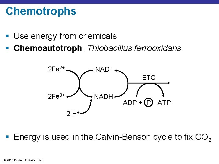 Chemotrophs § Use energy from chemicals § Chemoautotroph, Thiobacillus ferrooxidans 2 Fe 2+ NAD+