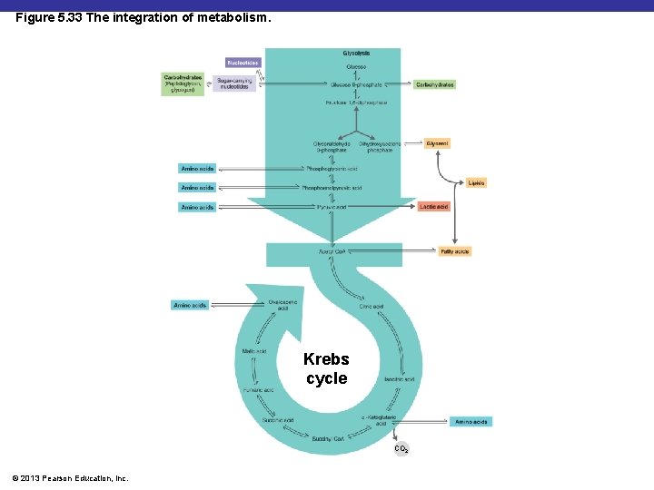 Figure 5. 33 The integration of metabolism. Krebs cycle CO 2 © 2013 Pearson